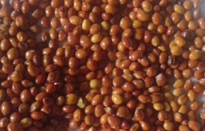 Pegeon peas for sale