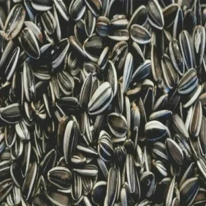 sunflower-seeds-for-sale